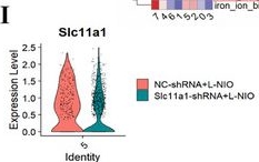 Fig.5.I showing Flow cytometry/Cell sorting in a Mus musculus (House mouse) sample from the publication: Inhibition of SLC11A1-Mediated Lysosomal Iron Accumulation in Microglia Promotes Repair Following White Matter Stroke.