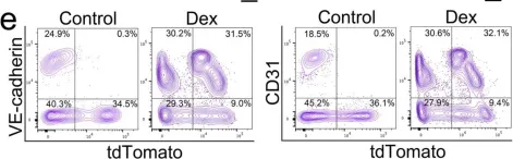 Fig.3.E showing Flow cytometry/Cell sorting in a Mus musculus (House mouse) sample from the publication: Cell Transitions Contribute to Glucocorticoid-Induced Bone Loss.