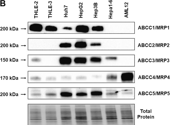 Fig.1.B showing Western Blotting from the publication: Comparative effectiveness of 7 major human let-7-5p isoforms to modulate target gene expression in liver cells.