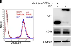 Fig.3.E showing Flow cytometry/Cell sorting in a Homo sapiens (Human) sample from the publication: Dominant Suppression of β1 Integrin by Ectopic CD98-ICD Inhibits Hepatocellular Carcinoma Progression.