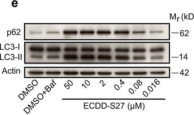 A novel potent autophagy inhibitor ECDD-S27 targets vacuolar ATPase and inhibits cancer cell survival.