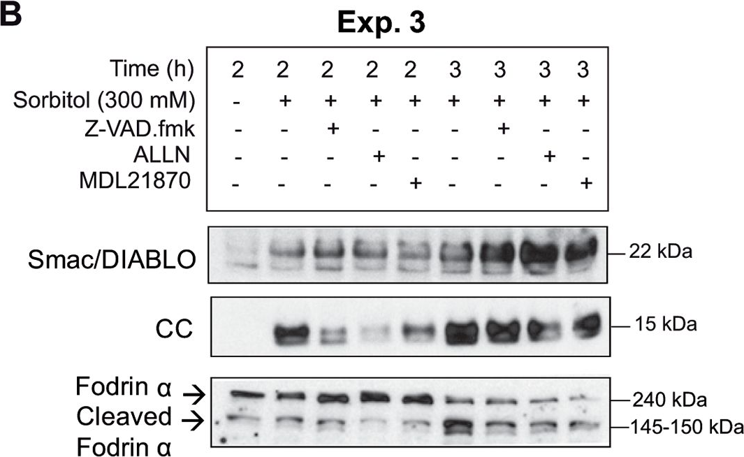 Fig.2.B showing Western Blotting in a Xenopus laevis (African clawed frog) sample from the publication: Osmostress-induced apoptosis in Xenopus oocytes: role of stress protein kinases, calpains and Smac/DIABLO.