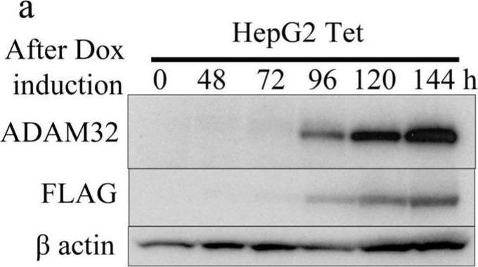 Fig.2.A showing Western Blotting in a Homo sapiens (Human) sample from the publication: Oncogenic Role of ADAM32 in Hepatoblastoma: A Potential Molecular Target for Therapy.