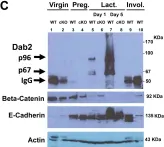 Fig.1.C showing Western Blotting in a Mus musculus (House mouse) sample from the publication: Hormonal induction and roles of Disabled-2 in lactation and involution.