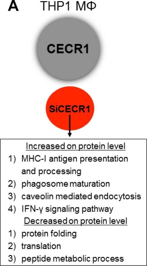 Fig.8.A showing Immunocytochemistry in a Homo sapiens (Human) sample from the publication: Comparative proteomic analysis of cat eye syndrome critical region protein 1- function in tumor-associated macrophages and immune response regulation of glial tumors.