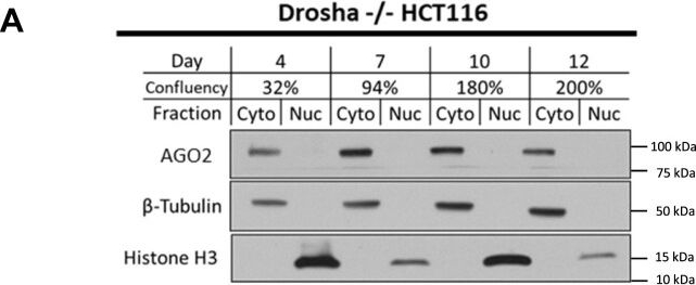 Fig.2.A showing Western Blotting from the publication: Nuclear localization of Argonaute 2 is affected by cell density and may relieve repression by microRNAs.