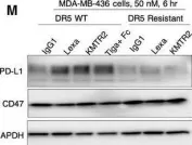 Fig.1.M showing Western Blotting from the publication: Unexpected PD-L1 immune evasion mechanism in TNBC, ovarian, and other solid tumors by DR5 agonist antibodies.