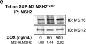 Fig.4.E showing Western Blotting in a Homo sapiens (Human) sample from the publication: NPM-ALK mediates phosphorylation of MSH2 at tyrosine 238, creating a functional deficiency in MSH2 and the loss of mismatch repair.