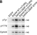 Fig.4.B showing Western Blotting in a Homo sapiens (Human) sample from the publication: A cancer mutation promotes EphA4 oligomerization and signaling by altering the conformation of the SAM domain.