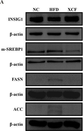 Fig.6.A showing Western Blotting from the publication: An integrative pharmacology-based study on the pharmacological activity and mechanism of xiaoji-chenpi formula (XCF) against MAFLD.