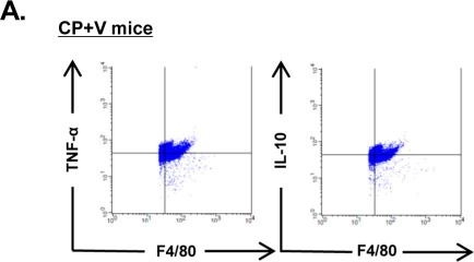 Fig.7.A showing Flow cytometry/Cell sorting from the publication: Reno-protective effect of IL-34 inhibition on cisplatin-induced nephrotoxicity in mice.