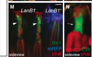 Fig.7.M showing Immunohistochemistry-immunofluorescence in a Drosophila melanogaster (Fruit fly) sample from the publication: Drosophila photoreceptor tethering by a laminin-Eys scaffold.