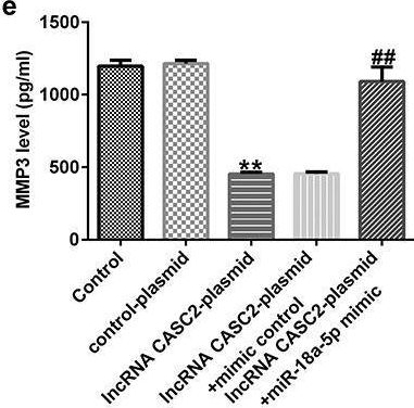 Fig.4.E showing Enzyme-linked immunosorbent assay from the publication: Long non-coding RNA cancer susceptibility candidate 2 regulates the function of human fibroblast-like synoviocytes via the microRNA-18a-5p/B-cell translocation gene 3 signaling axis in rheumatoid arthritis.