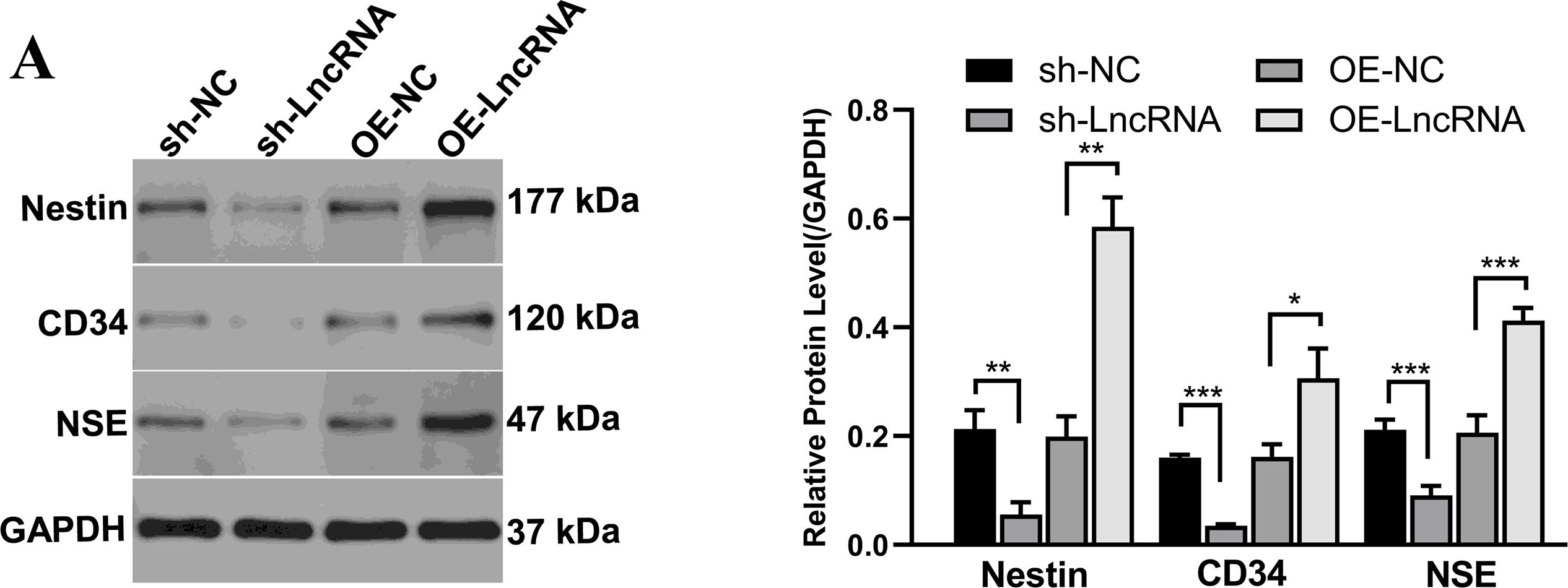 Fig.3.A showing Western Blotting from the publication: LncRNA RP11-818O24.3 regulates proliferation and differentiation of hair follicle stem cells by targeting FGF2/PI3K/AKT pathway.