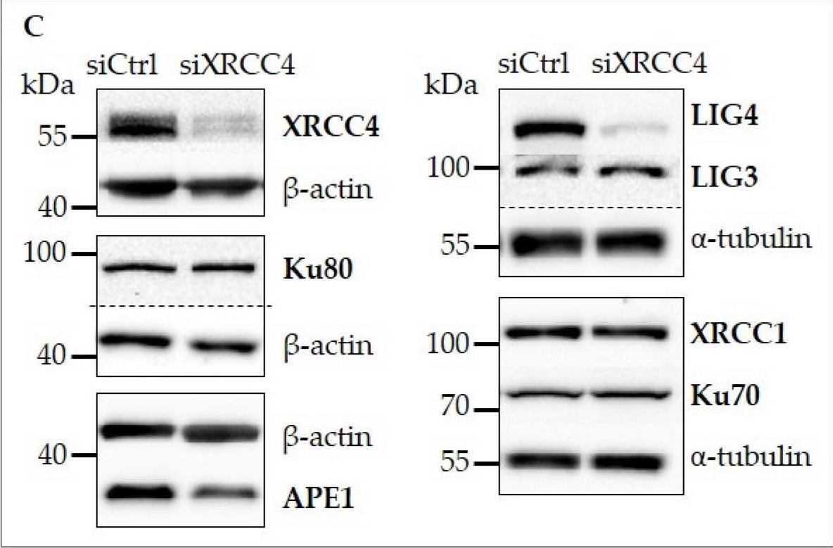 Fig.1.C showing Western Blotting in a Homo sapiens (Human) sample from the publication: Crosstalk between BER and NHEJ in XRCC4-Deficient Cells Depending on hTERT Overexpression.