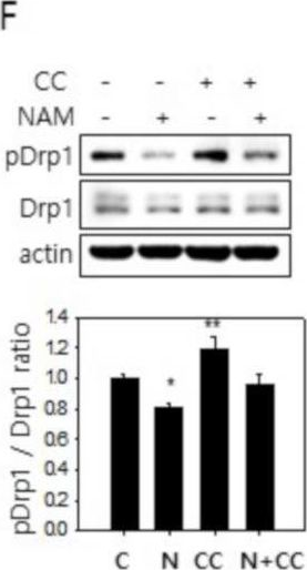 Fig.3.L showing Western Blotting from the publication: Nicotinamide Treatment Facilitates Mitochondrial Fission through Drp1 Activation Mediated by SIRT1-Induced Changes in Cellular Levels of cAMP and Ca2.