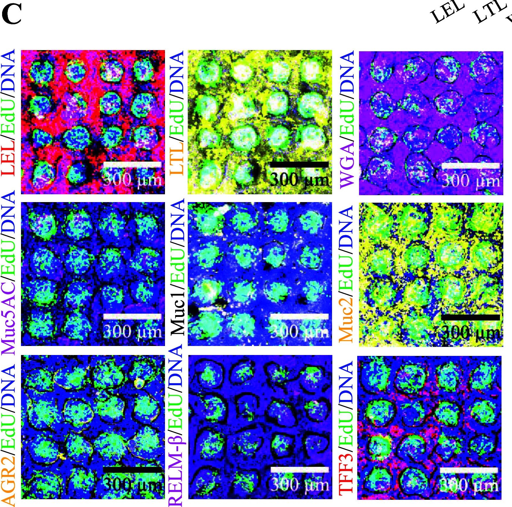 Fig.4.C showing Immunocytochemistry-immunofluorescence in a Lactobacillus rhamnosus sample from the publication: Geometrically Constrained Growth Factor Concentration Favors Enrichment of Goblet Cells and Mucus Formation.
