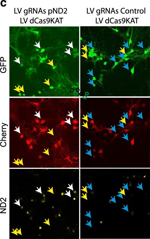 Fig.8.C showing Immunocytochemistry-immunofluorescence in a Mus musculus (House mouse) sample from the publication: KAT3-dependent acetylation of cell type-specific genes maintains neuronal identity in the adult mouse brain.