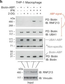 Fig.3.H showing Western Blotting in a Homo sapiens (Human) sample from the publication: ATP functions as a pathogen-associated molecular pattern to activate the E3 ubiquitin ligase RNF213.