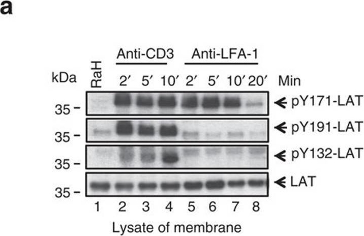 Fig.4.A showing Western Blotting in a Homo sapiens (Human) sample from the publication: LFA-1 activates focal adhesion kinases FAK1/PYK2 to generate LAT-GRB2-SKAP1 complexes that terminate T-cell conjugate formation.