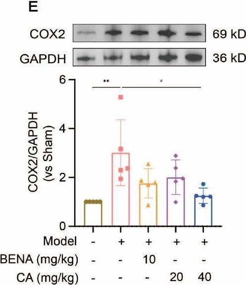 Fig.7.E showing Western Blotting in a Mus musculus (House mouse) sample from the publication: Mechanism Actions of Coniferyl Alcohol in Improving Cardiac Dysfunction in Renovascular Hypertension Studied by Experimental Verification and Network Pharmacology.