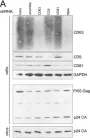 Fig.1.A showing Western Blotting from the publication: Tetraspanins regulate cell-to-cell transmission of HIV-1.