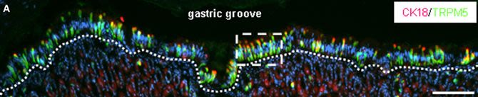 Band-like arrangement of taste-like sensory cells at the gastric groove: evidence for paracrine communication.