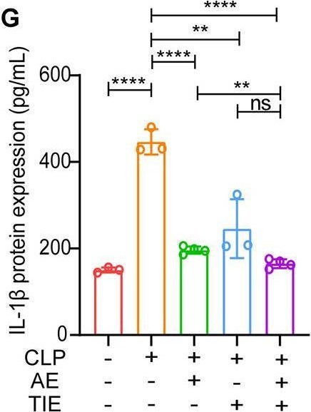 Fig.2.G showing Enzyme-linked immunosorbent assay in a Mus musculus (House mouse) sample from the publication: Aloe-emodin plus TIENAM ameliorate cecal ligation and puncture-induced sepsis in mice by attenuating inflammation and modulating microbiota.