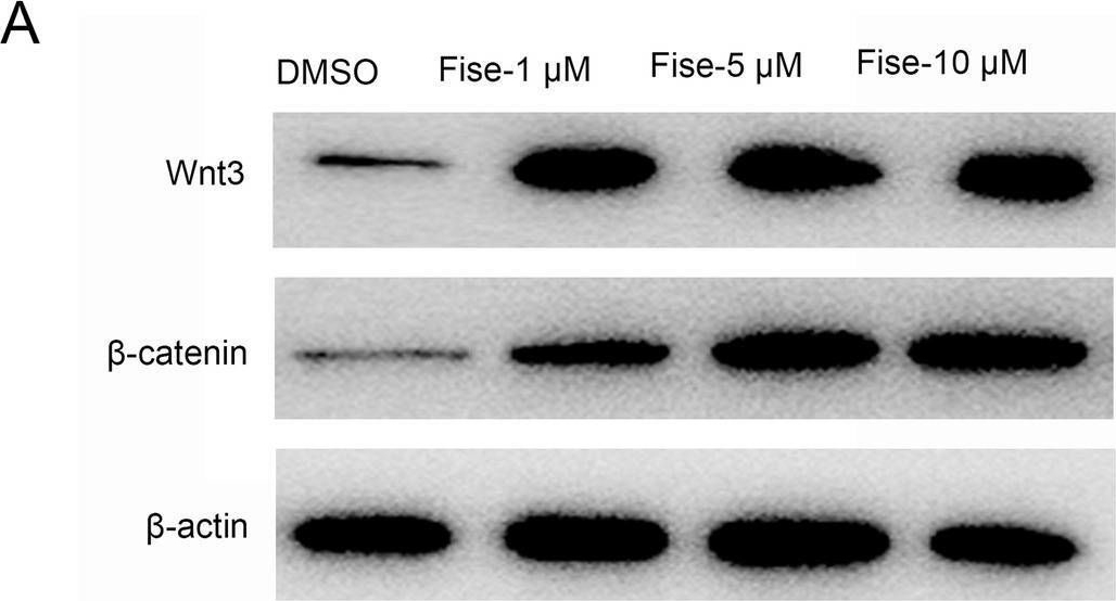 Fig.9.A showing Western Blotting from the publication: Network pharmacology identifies fisetin as a treatment for osteoporosis that activates the Wnt/β-catenin signaling pathway in BMSCs.