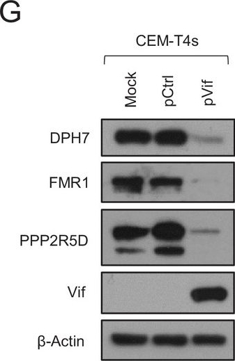 Fig.5.G showing Western Blotting in a Homo sapiens (Human) sample from the publication: Functional proteomic atlas of HIV infection in primary human CD4+ T cells.