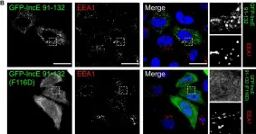 Fig.6.B showing Immunocytochemistry-immunofluorescence in a Homo sapiens (Human) sample from the publication: Structural basis for the hijacking of endosomal sorting nexin proteins by Chlamydia trachomatis.