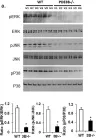 Fig.5.A showing Western Blotting in a Mus musculus (House mouse) sample from the publication: Phosphodiesterase 3B (PDE3B) regulates NLRP3 inflammasome in adipose tissue.