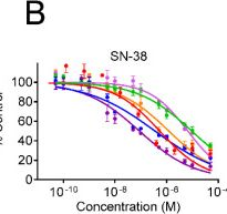 Fig.3.B from the publication: Yuanhuacine Is a Potent and Selective Inhibitor of the Basal-Like 2 Subtype of Triple Negative Breast Cancer with Immunogenic Potential.