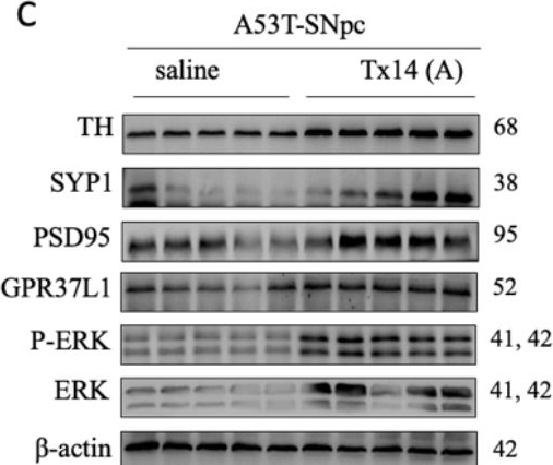 Fig.7.C showing Western Blotting in a Mus musculus (House mouse) sample from the publication: Genetically modified E. Coli secreting melanin (E.melanin) activates the astrocytic PSAP-GPR37L1 pathway and mitigates the pathogenesis of Parkinson's disease.