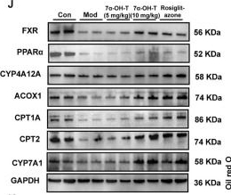 Fig.9.J showing Western Blotting in an Ovis aries (Sheep) sample from the publication: Wendan decoction modulates Parasutterella to influence fatty acid metabolism in MAFLD via the FXR/PPARα/CYP4A12A axis.