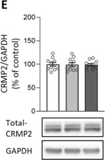 Fig.1.E showing Western Blotting in a Rattus norvegicus (Rat) sample from the publication: Inhibition of ERK1/2 or CRMP2 Disrupts Alcohol Memory Reconsolidation and Prevents Relapse in Rats.