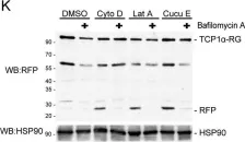 Fig.2.K showing Western Blotting from the publication: Disruption of actin dynamics induces autophagy of the eukaryotic chaperonin TRiC/CCT.