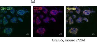 Fig.10.A showing Immunocytochemistry-immunofluorescence in a Mus musculus (House mouse) sample from the publication: Differences between Mycobacterium-Host Cell Relationships in Latent Tuberculous Infection of Mice Ex Vivo and Mycobacterial Infection of Mouse Cells In Vitro.