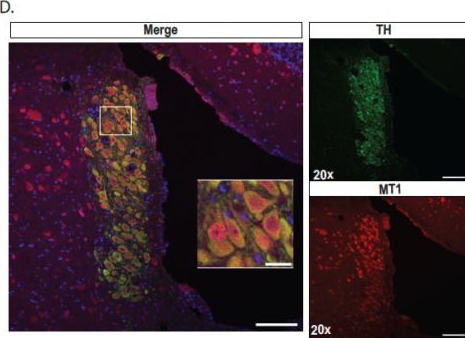 Fig.3.D showing Immunohistochemistry-immunofluorescence from the publication: Selective Enhancement of REM Sleep in Male Rats through Activation of Melatonin MT1 Receptors Located in the Locus Ceruleus Norepinephrine Neurons.