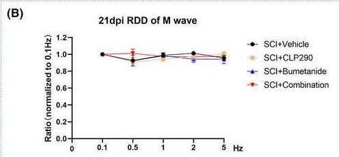 Fig.4.B from the publication: Combined use of CLP290 and bumetanide alleviates neuropathic pain and its mechanism after spinal cord injury in rats.