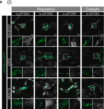 Fig.1.I showing Immunocytochemistry-immunofluorescence from the publication: eIF2B localization and its regulation during the integrated stress response is cell-type specific.