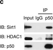 Fig.4.C showing Western Blotting in a Mus musculus (House mouse) sample from the publication: GITR subverts Foxp3(+) Tregs to boost Th9 immunity through regulation of histone acetylation.