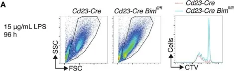 Fig.3.A showing Flow cytometry/Cell sorting in a Mus musculus (House mouse) sample from the publication: Proapoptotic BIM Impacts B Lymphoid Homeostasis by Limiting the Survival of Mature B Cells in a Cell-Autonomous Manner.