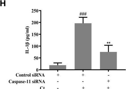Fig.2.H showing Enzyme-linked immunosorbent assay from the publication: GSDMD-mediated pyroptosis restrains intracellular Chlamydia trachomatis growth in macrophages.