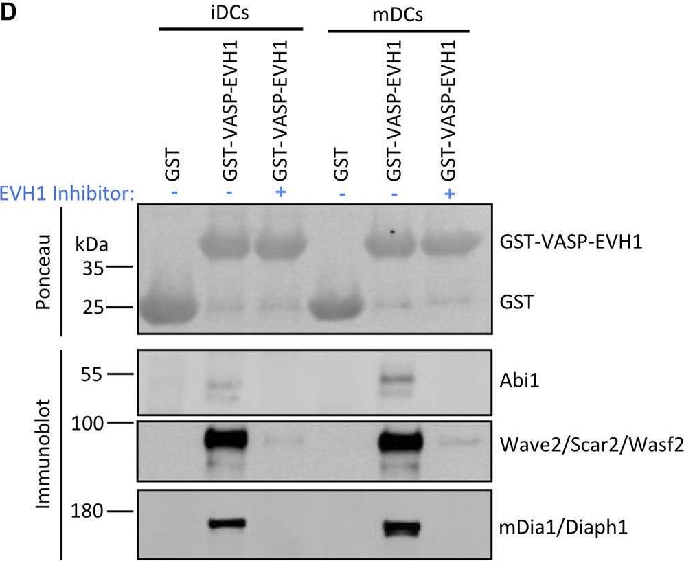 Fig.6.D showing Western Blotting from the publication: Ena/VASP proteins at the crossroads of actin nucleation pathways in dendritic cell migration.
