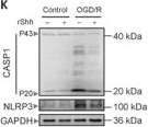 Fig.4.K showing Western Blotting from the publication: Shh-S100A10 axis curbs neuronal PANoptosis after ischemic stroke.