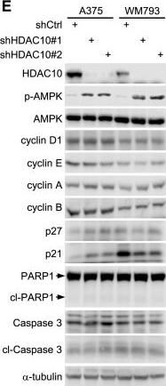 Fig.5.E showing Western Blotting from the publication: HDAC10 inhibition represses melanoma cell growth and BRAF inhibitor resistance via upregulating SPARC expression.