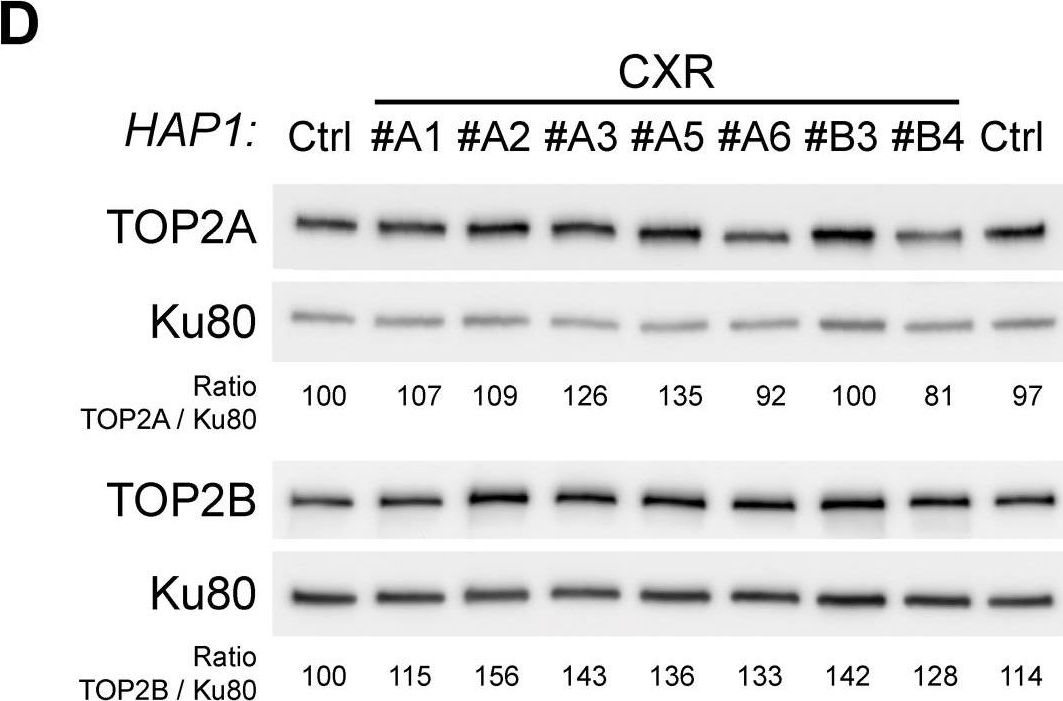 Fig.1.D showing Western Blotting in a Homo sapiens (Human) sample from the publication: Transcription-associated topoisomerase 2α (TOP2A) activity is a major effector of cytotoxicity induced by G-quadruplex ligands.