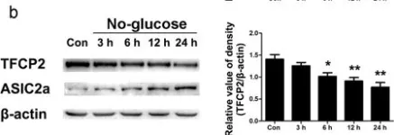 Fig.3.B showing Western Blotting from the publication: Glucose Deficiency Elevates Acid-Sensing Ion Channel 2a Expression and Increases Seizure Susceptibility in Temporal Lobe Epilepsy.