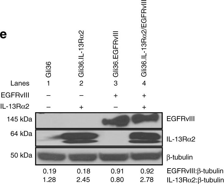Fig.1.E showing Western Blotting in a Homo sapiens (Human) sample from the publication: Interleukin-13 receptor alpha 2 cooperates with EGFRvIII signaling to promote glioblastoma multiforme.